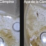 locuitorii din campina se trezesc cu vietuitoare ciudate in apa de la robinet video 6935989775f2c