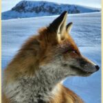 oaspeti surpriza pe varful omu meteorologii de la cea mai inalta asezare din romania au parte de companioni simpatici 694bba9addd2e