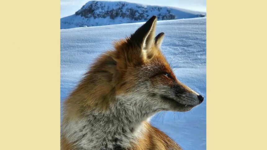 oaspeti surpriza pe varful omu meteorologii de la cea mai inalta asezare din romania au parte de companioni simpatici 694bba9addd2e