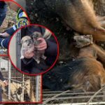 peste 130 de caini si pisici in conditii mizerabile la o locuinta din arges nu primeau apa si hrana 69457dc66bd10