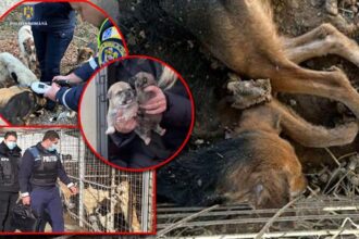 peste 130 de caini si pisici in conditii mizerabile la o locuinta din arges nu primeau apa si hrana 69457dc66bd10