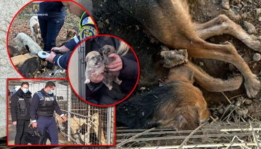 peste 130 de caini si pisici in conditii mizerabile la o locuinta din arges nu primeau apa si hrana 69457dc66bd10