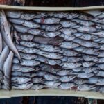 peste cu larve parazitare retras de la vanzare de dsvsa buzau 69300fa657c32