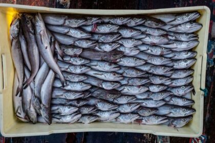 peste cu larve parazitare retras de la vanzare de dsvsa buzau 69300fa657c32