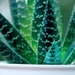 planta pe care trebuie sa o ai in casa conform principiilor feng shui aduce prosperitate si atrage energia pozitiva 692fd65d46d62