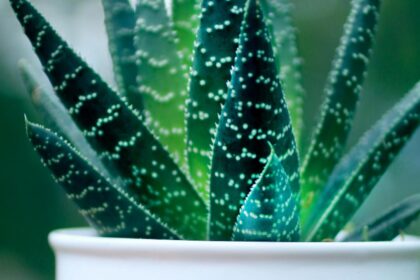 planta pe care trebuie sa o ai in casa conform principiilor feng shui aduce prosperitate si atrage energia pozitiva 692fd65d46d62