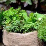 plante cu proprietati vindecatoare pe care e bine sa le ai in casa sunt remedii pentru diverse afectiuni 6936aaceb7b6d