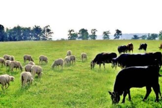 pretul mediu la masa verde pe pajisti din iasi va creste in 2026 693b2e31b0e01