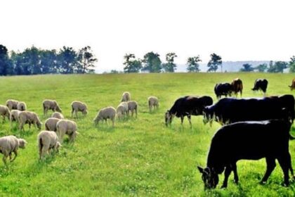 pretul mediu la masa verde pe pajisti din iasi va creste in 2026 693b2e31b0e01