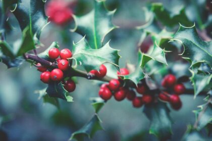 proprietatile medicinale ale vascului ce intrebuintari dar si contraindicatii poate avea aceasta planta 6949002dc46de