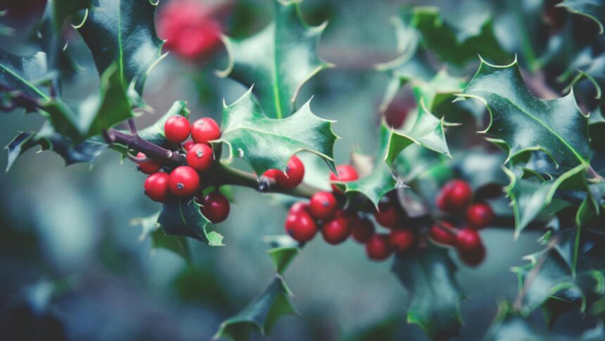 proprietatile medicinale ale vascului ce intrebuintari dar si contraindicatii poate avea aceasta planta 6949002dc46de