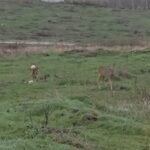 s a decis ce vor pati animalele salbatice iesite la pascut sau la vanatoare prin capitala culturala a moldovei 6955032705d59