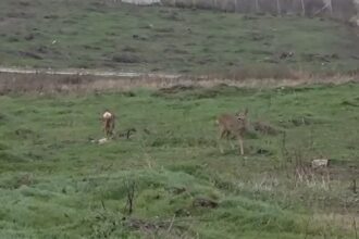 s a decis ce vor pati animalele salbatice iesite la pascut sau la vanatoare prin capitala culturala a moldovei 6955032705d59