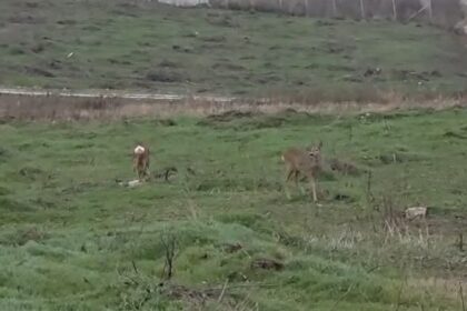 s a decis ce vor pati animalele salbatice iesite la pascut sau la vanatoare prin capitala culturala a moldovei 6955032705d59