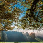 temperaturile sfideaza calendarul 14 grade in plina luna de decembrie prognoza meteo pentru saptamana viitoare 693ed0ee05663