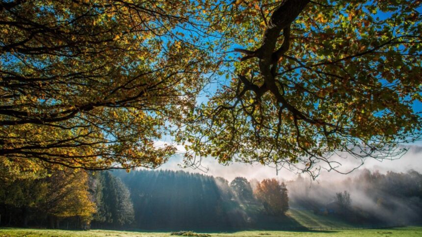 temperaturile sfideaza calendarul 14 grade in plina luna de decembrie prognoza meteo pentru saptamana viitoare 693ed0ee05663