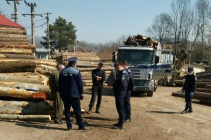 trei dosare penale deschise pentru comercializarea ilegala de lemn in depozite din apropierea capitalei 6943c628d745a