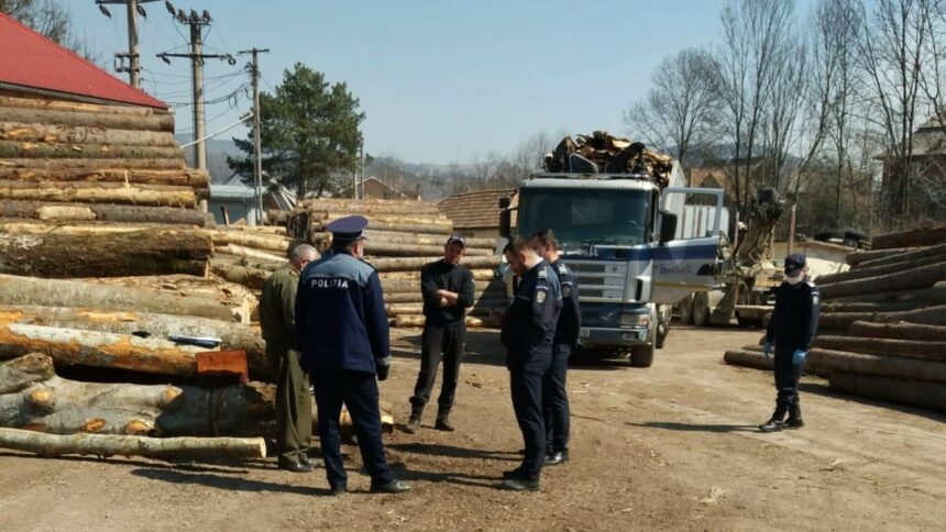 trei dosare penale deschise pentru comercializarea ilegala de lemn in depozite din apropierea capitalei 6943c628d745a