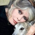 ultima dorinta a lui brigitte bardot nu va fi respectata schimbare majora in organizarea funeraliilor actritei legenda 6954413df2beb