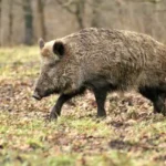 un barbat a fost muscat de un porc mistret in timp ce se afla la vanatoare 69514fba0c68a