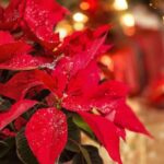 unde trebuie sa tii craciunita pentru a fi mereu frumoasa secretul florarilor cu experienta 694828c3714b8