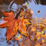 vremea 6 decembrie temperaturi scazute in toata tara de sfantul nicolae ploi in sud si est vant puternic in dobrogea si muntenia 6933d0d478a48