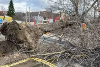 zeci de arbori doborati de vant masini avariate in municipiul iasi 6951221a750b3
