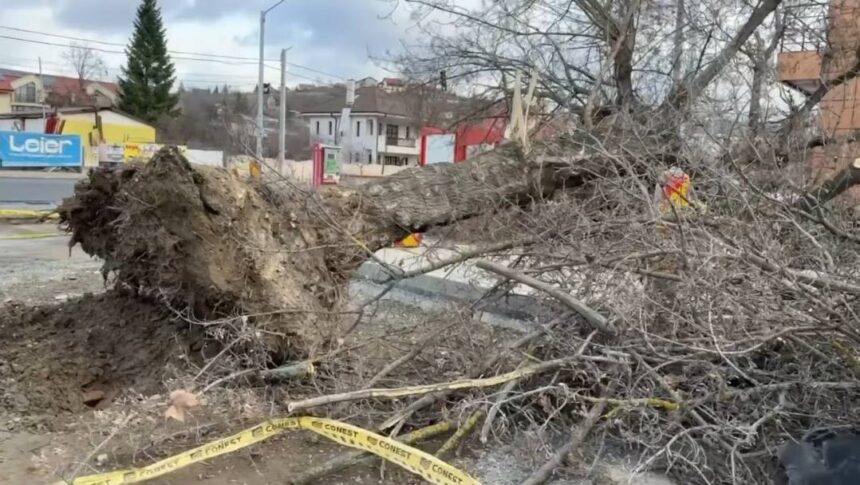 zeci de arbori doborati de vant masini avariate in municipiul iasi 6951221a750b3