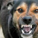 2025 a fost anul rabiei la iasi pana in luna noiembrie au fost inregistrate 40 de focare fata de doar 5 in tot anul 2024 6955cb73910fe