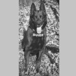 a murit suier unul dintre cei mai respectati caini politisti din romania 6957fb834293f