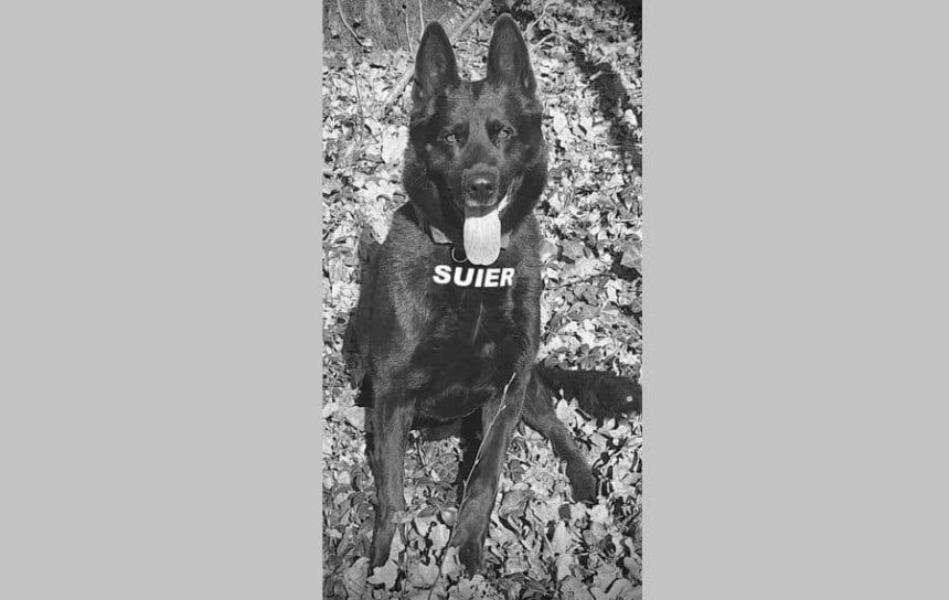 a murit suier unul dintre cei mai respectati caini politisti din romania 6957fb834293f