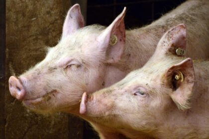 alerta de pesta porcina africana peste 30 de localitati din judetele giurgiu si ilfov incluse in zona de supraveghere 6978d2dd43e38