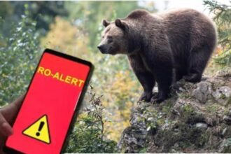 alerta de urs in sinaia autoritatile au emis un mesaj ro alert dupa ce animalul salbatic a fost observat aproape de castelul peles 69567c8cd3935