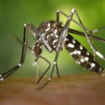 alerta sanitara in romania virusul chikungunya transmis de tantari a fost confirmat simptomele la care trebuie sa fii atent 697c7c3fe99d2 1