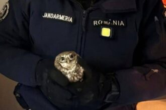 apel 112 inedit la botosani o bufnita a intrat in bucataria unui apartament jandarmii au intervenit video 69638118ae11c