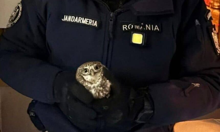 apel 112 inedit la botosani o bufnita a intrat in bucataria unui apartament jandarmii au intervenit video 69638118ae11c