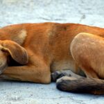 barbat din dolj retinut dupa ce a omorat in bataie un caine fara stapan intrat in curtea sa 69734530320a1