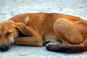 barbat din dolj retinut dupa ce a omorat in bataie un caine fara stapan intrat in curtea sa 69734530320a1