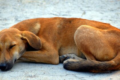 barbat din dolj retinut dupa ce a omorat in bataie un caine fara stapan intrat in curtea sa 69734530320a1