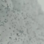 ce sunt insectele negre aparute pe ger in zapada misterul puricilor din cluj dezlegat de specialisti 696a6baac0717