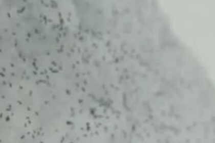 ce sunt insectele negre aparute pe ger in zapada misterul puricilor din cluj dezlegat de specialisti 696a6baac0717