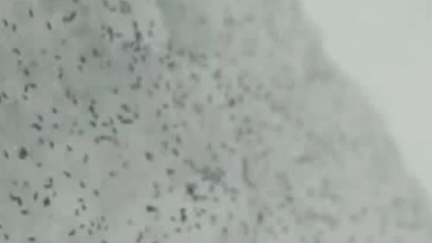 ce sunt insectele negre aparute pe ger in zapada misterul puricilor din cluj dezlegat de specialisti 696a6baac0717