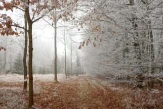 cod galben de ger vortexul polar loveste romania sefa anm urmeaza temperaturi de 14 grade celsius 697db092758fc 1