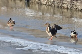 delta urbana in iasi la confluenta bahlui nicolina inainte de finalizarea primului parc de agrement primaria iasi incepe inca doua 69699c820ef15