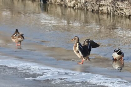 delta urbana in iasi la confluenta bahlui nicolina inainte de finalizarea primului parc de agrement primaria iasi incepe inca doua 69699c820ef15
