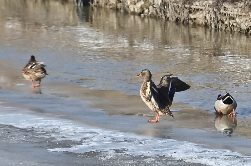 delta urbana in iasi la confluenta bahlui nicolina inainte de finalizarea primului parc de agrement primaria iasi incepe inca doua 69699c820ef15