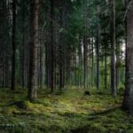 descoperire macabra in vrancea trupul neinsufletit al unui muncitor localizat intr o padure 69656edccca9a