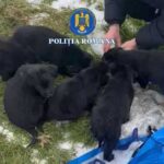 femeie din slatina cercetata dupa ce a abandonat sase catelusi intr un sac langa o ghena de gunoi 69720d479c80d