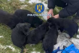 femeie din slatina cercetata dupa ce a abandonat sase catelusi intr un sac langa o ghena de gunoi 69720d479c80d
