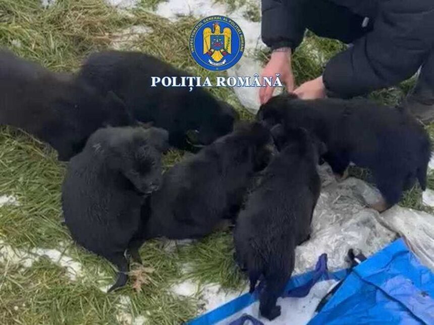 femeie din slatina cercetata dupa ce a abandonat sase catelusi intr un sac langa o ghena de gunoi 69720d479c80d